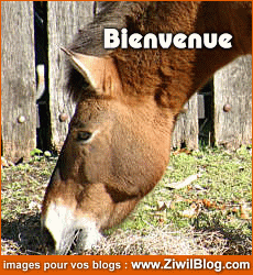 bienvenue!!!!sur mon blog